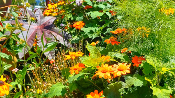 Verdora Gardening Team